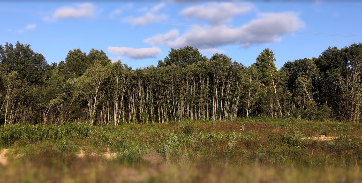 Край леса. Село у края леса. Населенный пункт край леса. Бронницкий район лес.