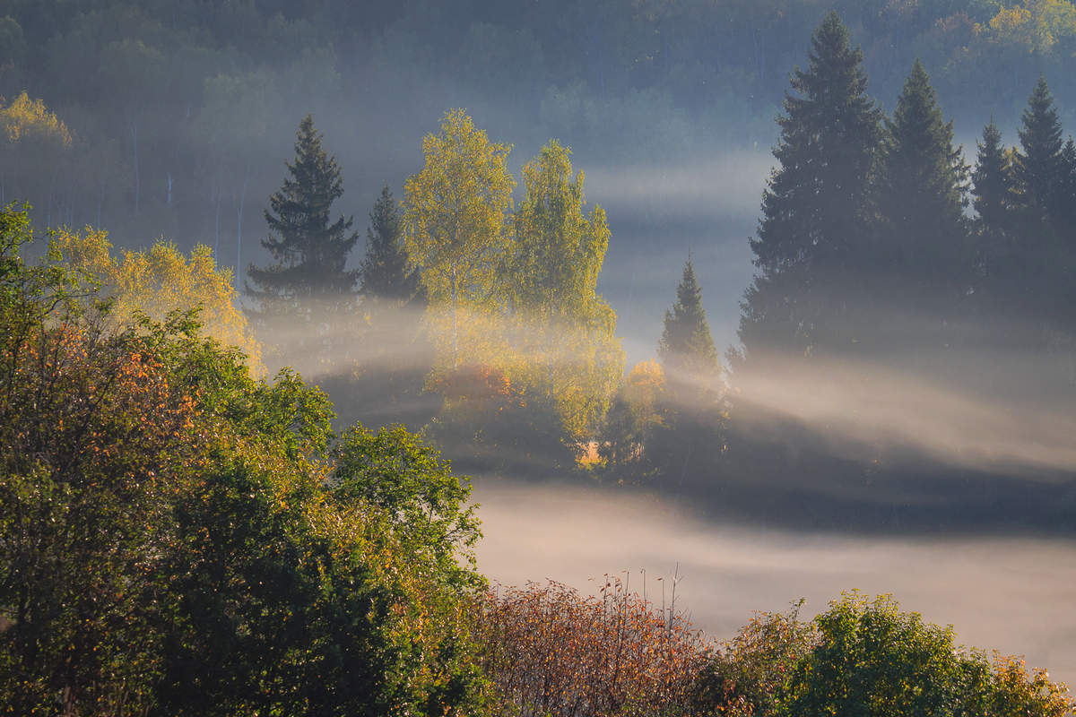Звонкая пелена. Туман над лесом. Утро туман. Пелена тумана. Туман над тайгой.