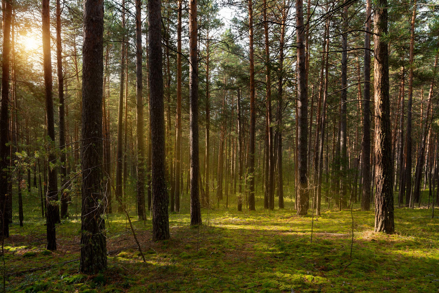 Russian forest