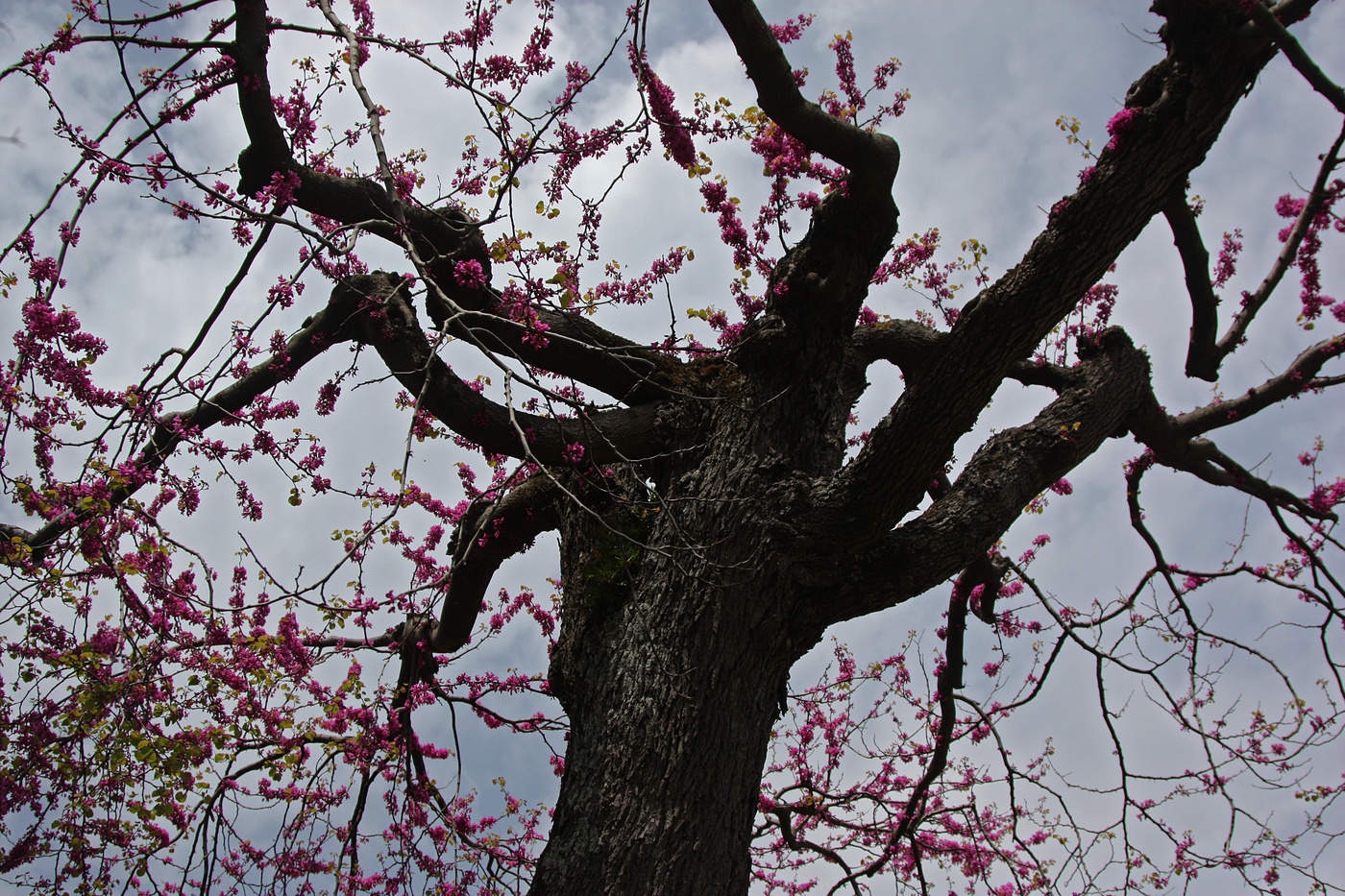 весенний ветерок. виллем хайенраетс пассионата. весенний ветер. весна птицы. весенний ветерок.