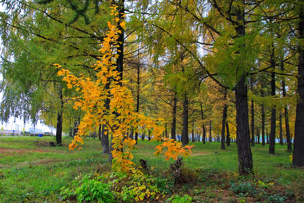 Роман Кольца Фото Витебская Область