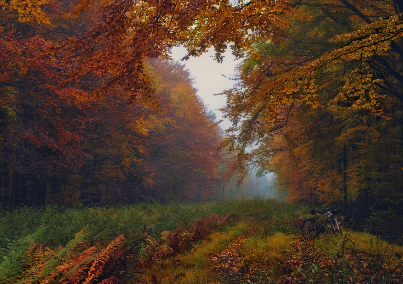 Осенний после. Осень дождь лес. Дождь в осеннем лесу. Осенний пасмурный лес. Лес осень пасмурно.