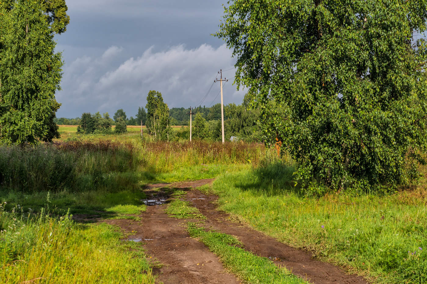 Потом летом. После дождя. Лето в Подмосковье. Конец мая Подмосковье. Лето деревня Подмосковье.