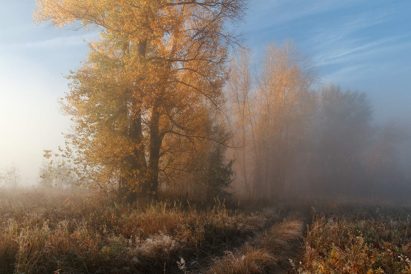 Осенний Туман Фотографии