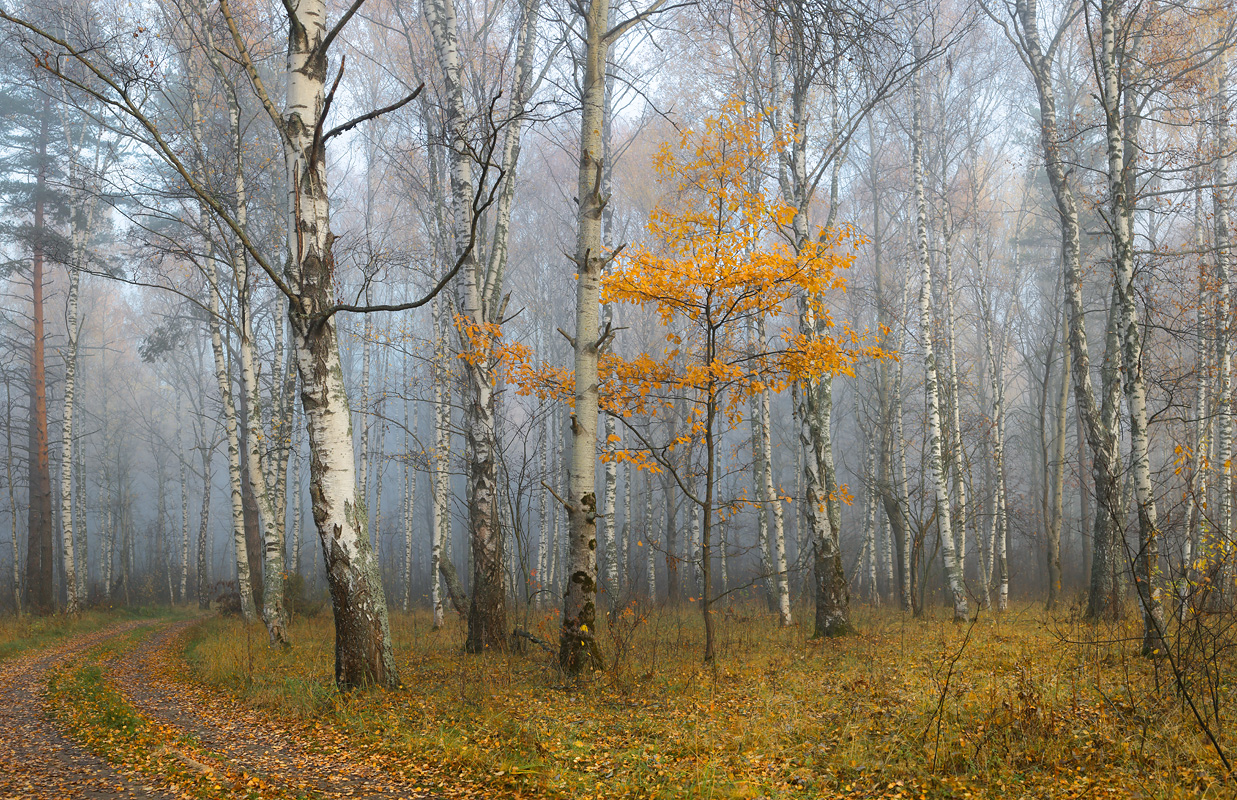 Поздняя осень в лесу. Лес поздней осенью. Поздний осенний лес. Осенний лес поздней осенью.