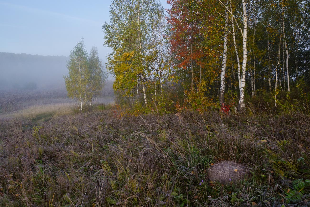 Опушка леса фотографии. Шар на опушке леса. Лесная опушка Балахна. Мотив опушка леса в символдраме.