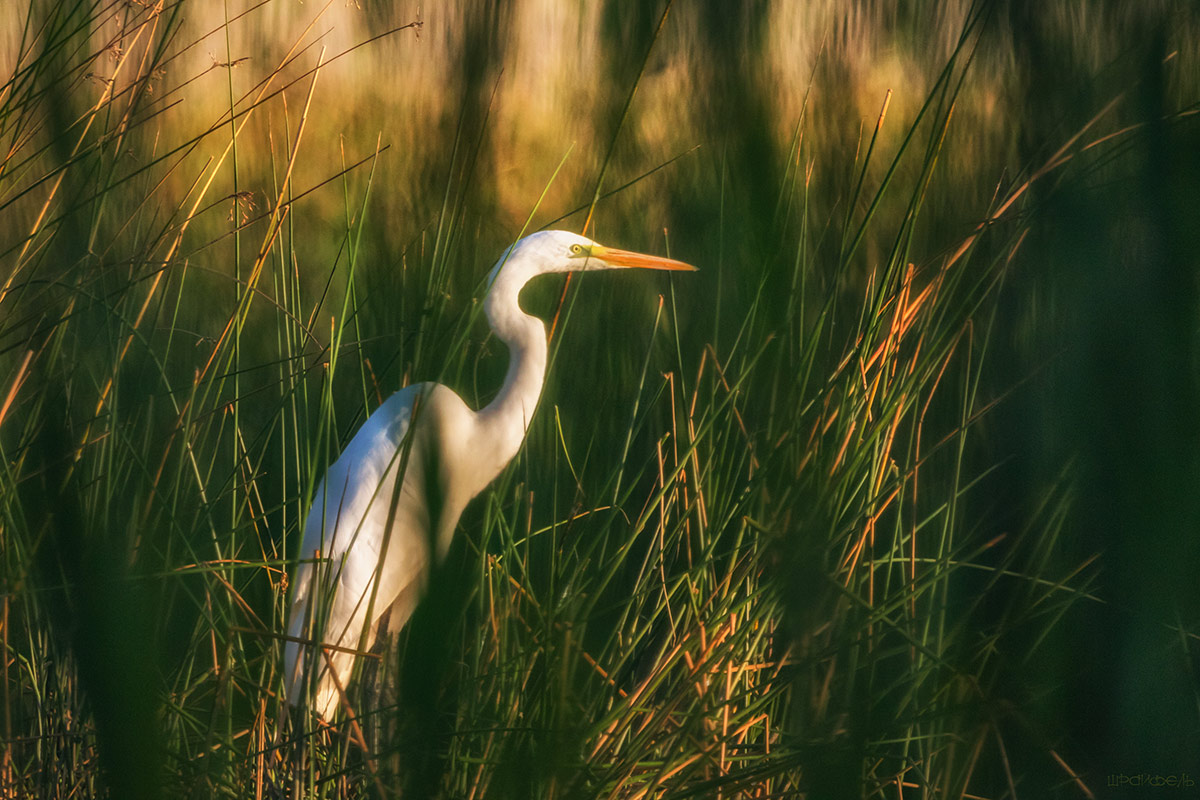 цапли мозаика. цапля в камышах. белоспинная цапля. дельта волги астрахань камыш. цапля в камышах.