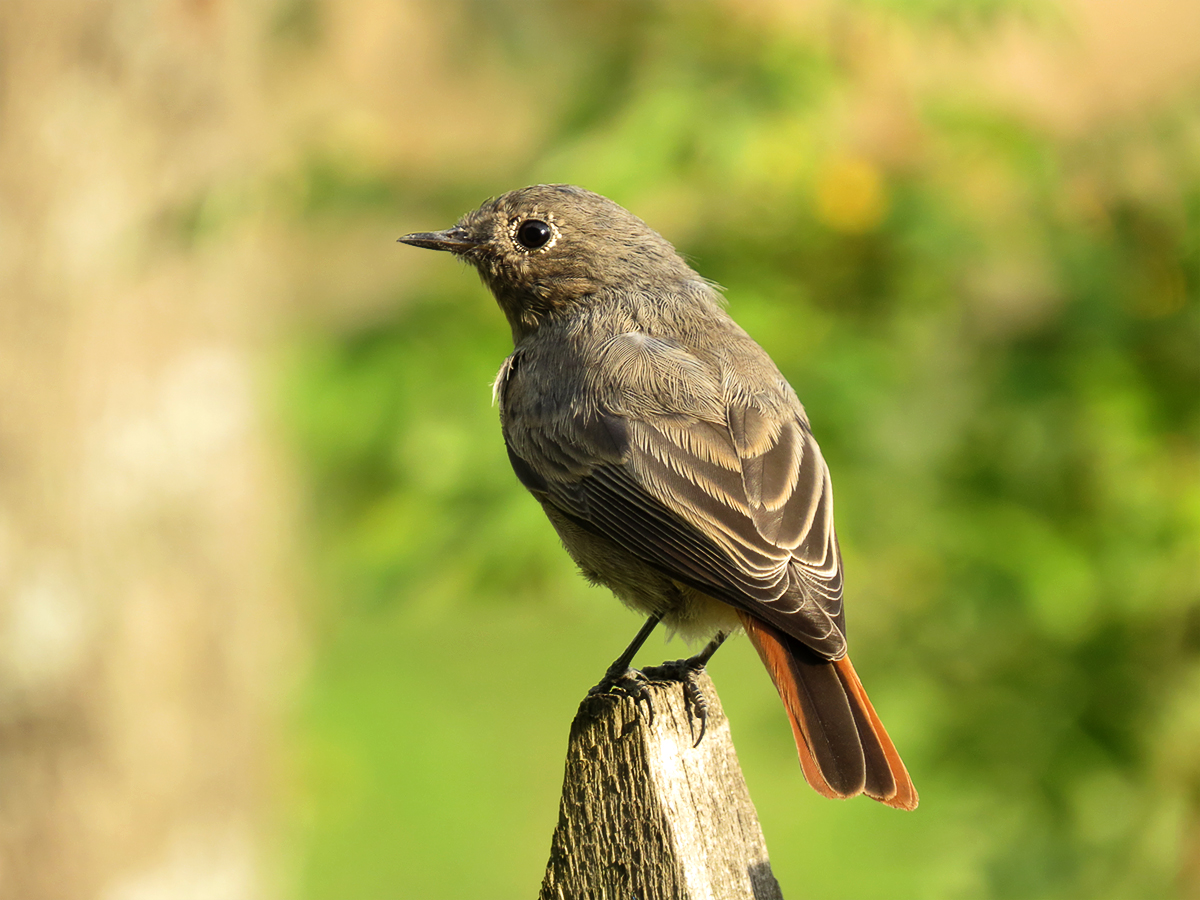 Птичка с коричневым хвостом