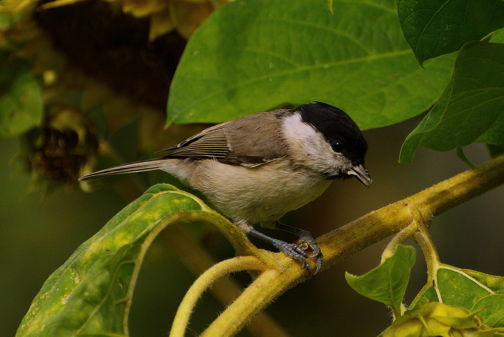 Птичка автор. Руди хурцльмайер птички. Альчибальд торбер художник. Птица варакушка пение. Самая яркая птица в мире.