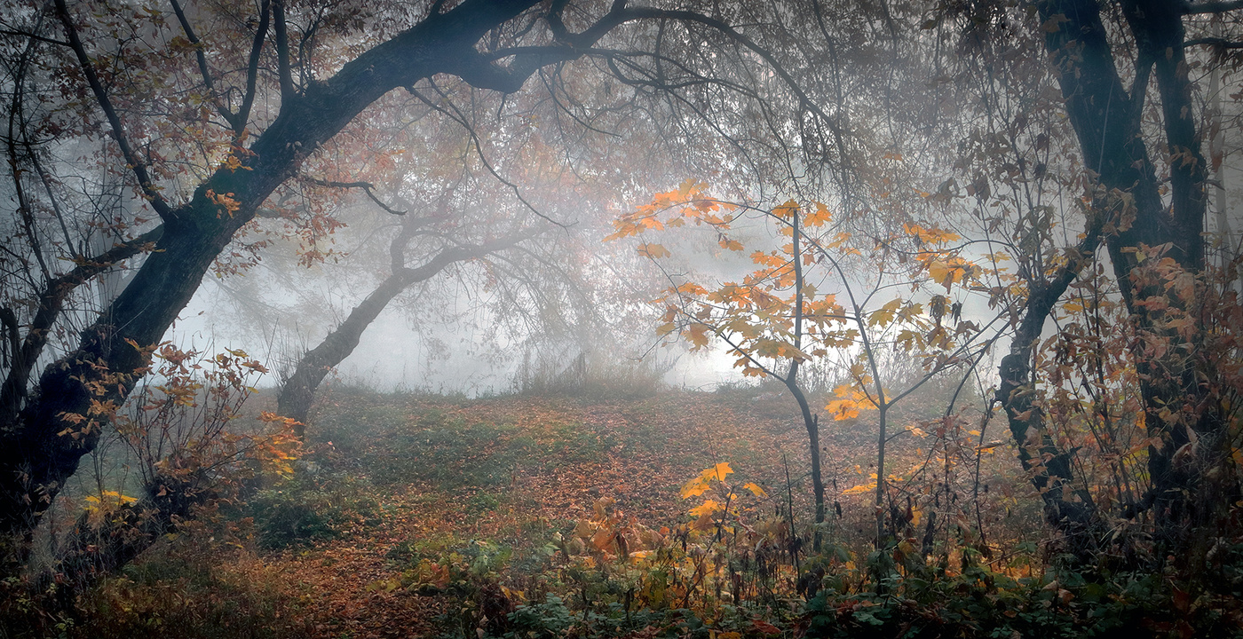 Опускается на землю весенняя ночь впр 8. Туман рассвет осень лес. Рассвет в лесу осенью. Рассвет туманный в осеннем саду картинки. Осень ноябрь туман дача цветы.