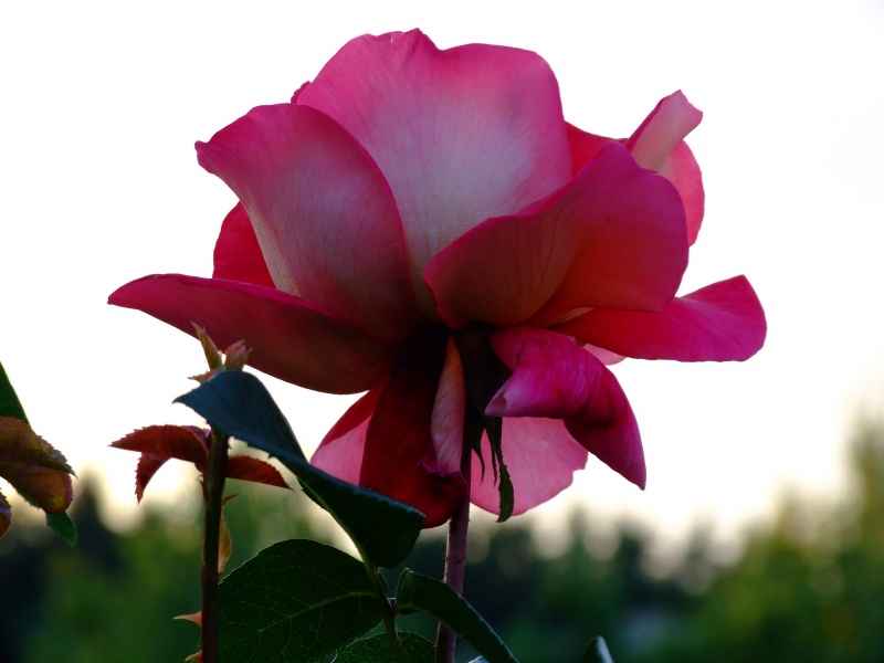Розы бел восточная. Белорусские розы. Утренняя Розочка белорусская фото вертикальное. Вечерняя белорусская Розочка фото вертикальное.