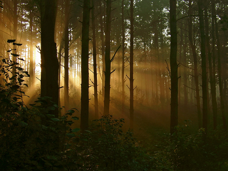 Рассвет в лесу - фото