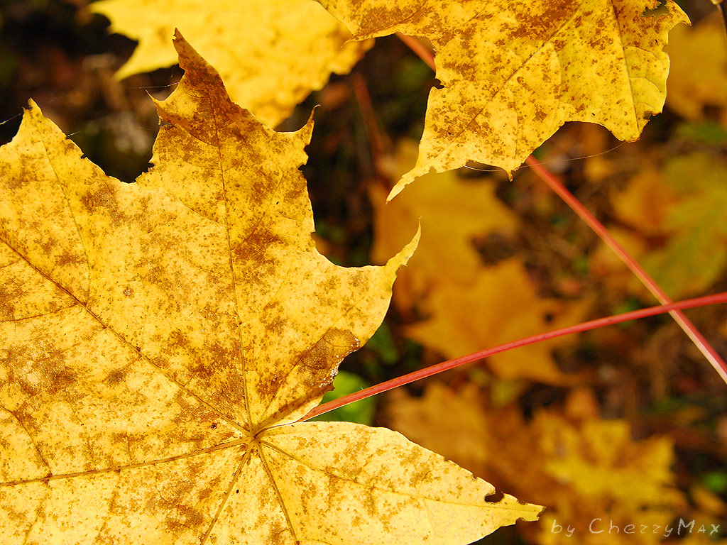 Использование березы. Онгаонга растение. Клён остролистный. Используются листья как. Девичий виноград пятилисточковый (виргинский).