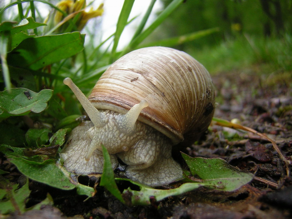 крем с улиткой. сухопутные улитки. лунная улитка. улитка ахатина. улитка ахатина, слизняк.