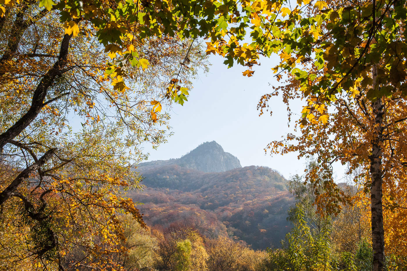 Лист крым. Осенний лес Демерджи. Осенний лес Крым. Крымские леса осенью. Сентябрь лес Крым.