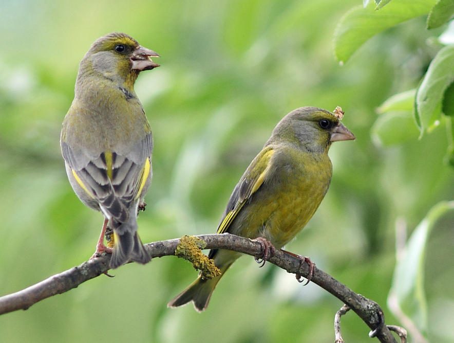 Greenfinch ♀ (Carduelis chloris) Eero Kiuru Flickr