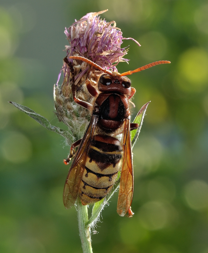 Буква оса. Шершень Веспа Крабро. Оса Vespa crabro. Шершень обыкновенный. Шершень обыкновенный и Оса.