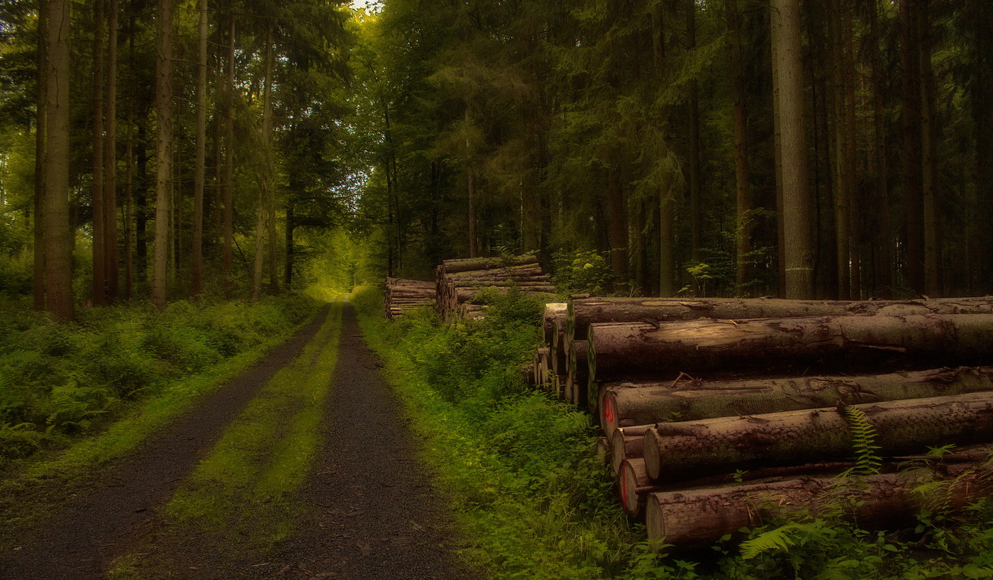 Forest бревна