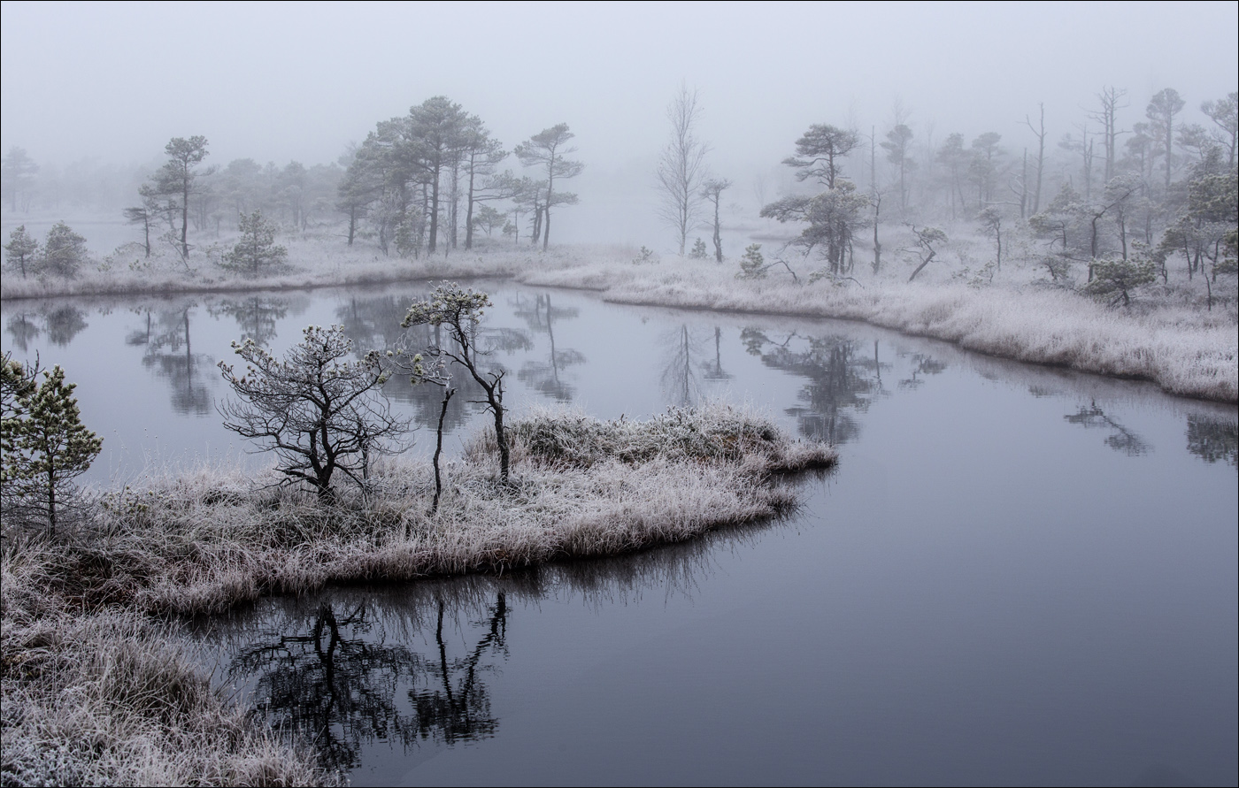 Болотная зима. Сказочное зимнее болото. Болота зимой. Туманное болото. Туман зимой на болоте.