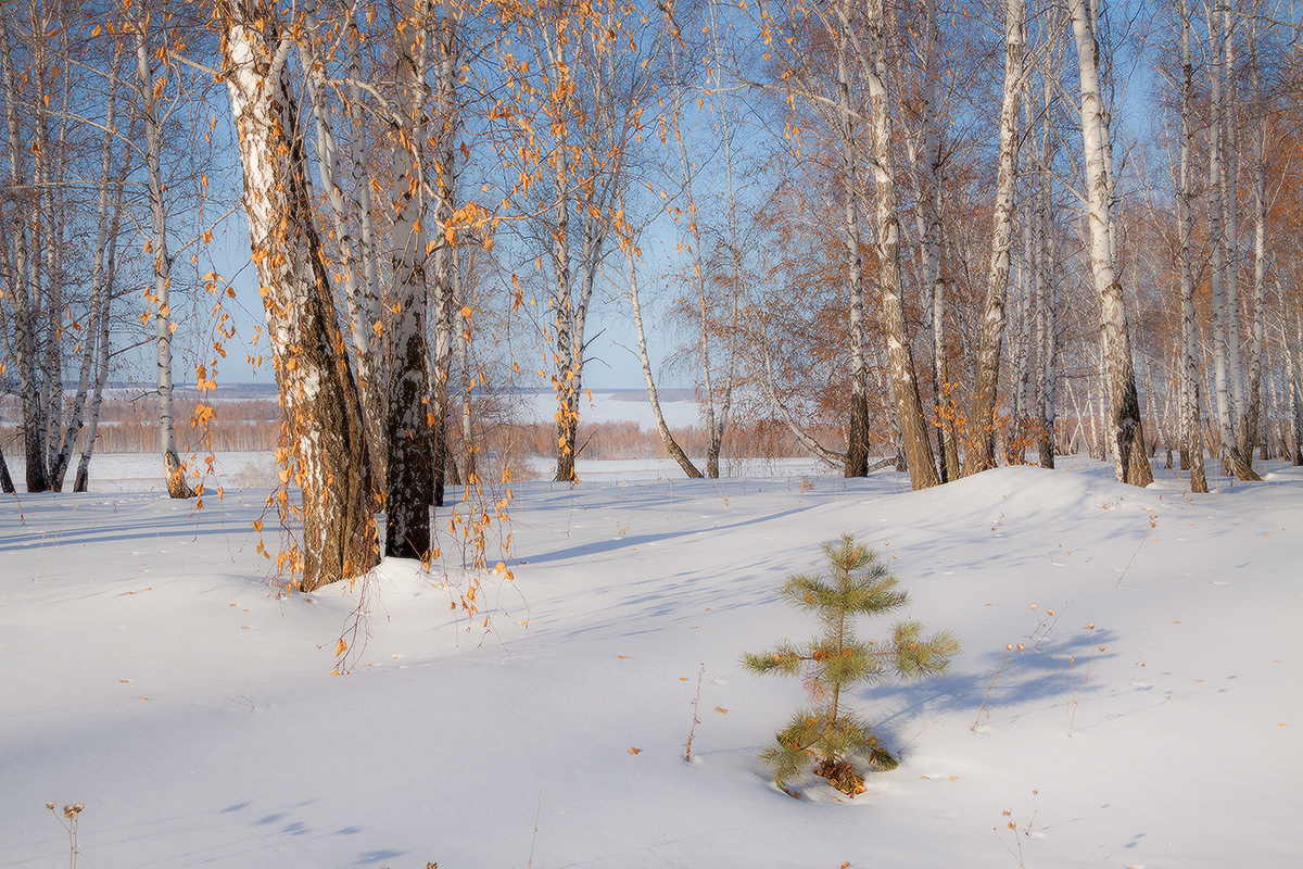 Март пейзажи фото. Мимоза под снегом. Зима март. Март пейзаж. Зимний весенний день.