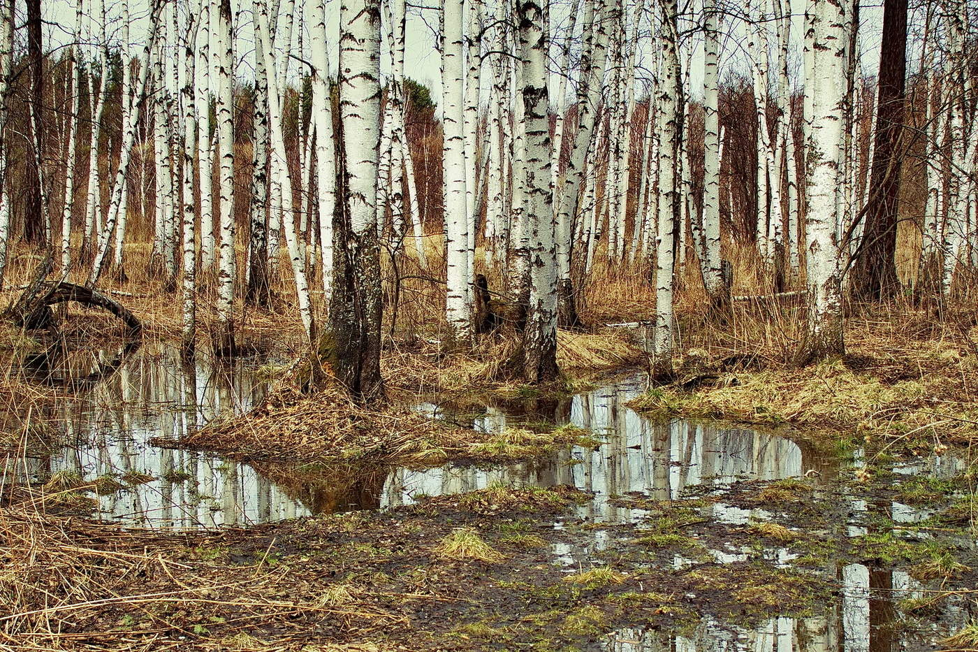 Весенний лес песня слушать. Лес весной. Весенний лес картинки. Весенний лес Бабаево.