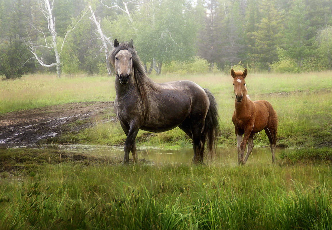 По дороге лошадка. Лошадь в лесу. Лесная лошадь. Лошадь на дороге. Лошадь в лесу летом.