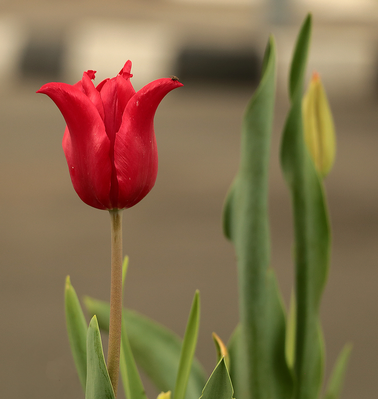 Гүл. Тюльпан Грейга Хэппи. Тюльпан Грейга (Tulipa greigii). Тюльпан Кюри.