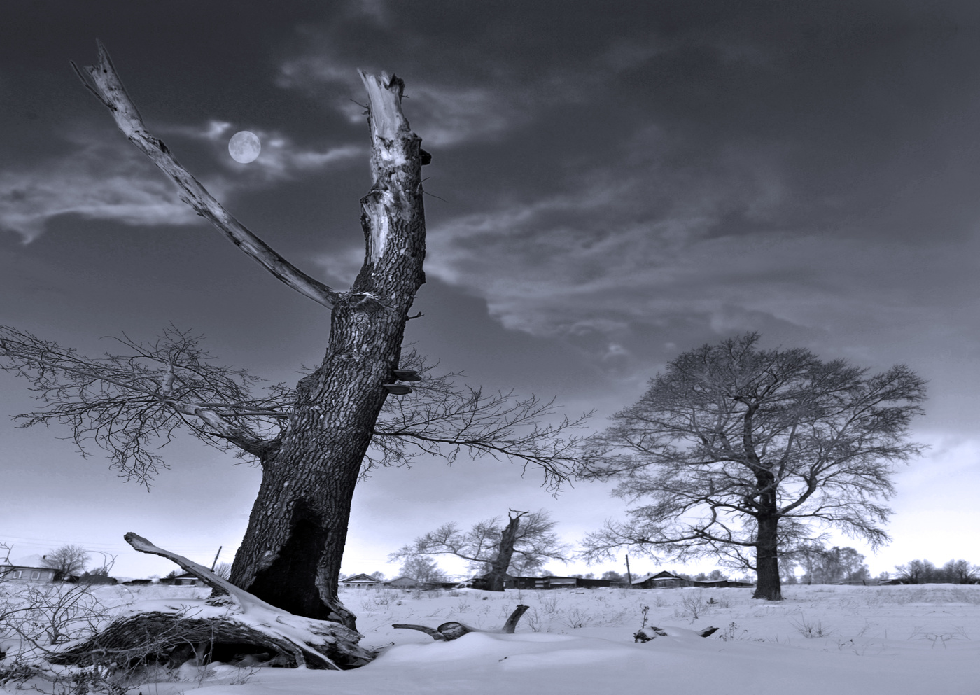 дерево на пустырях. пустырь с деревьями. деревья в тумане. сухое дерево в поле. старое ветвистое дерево.