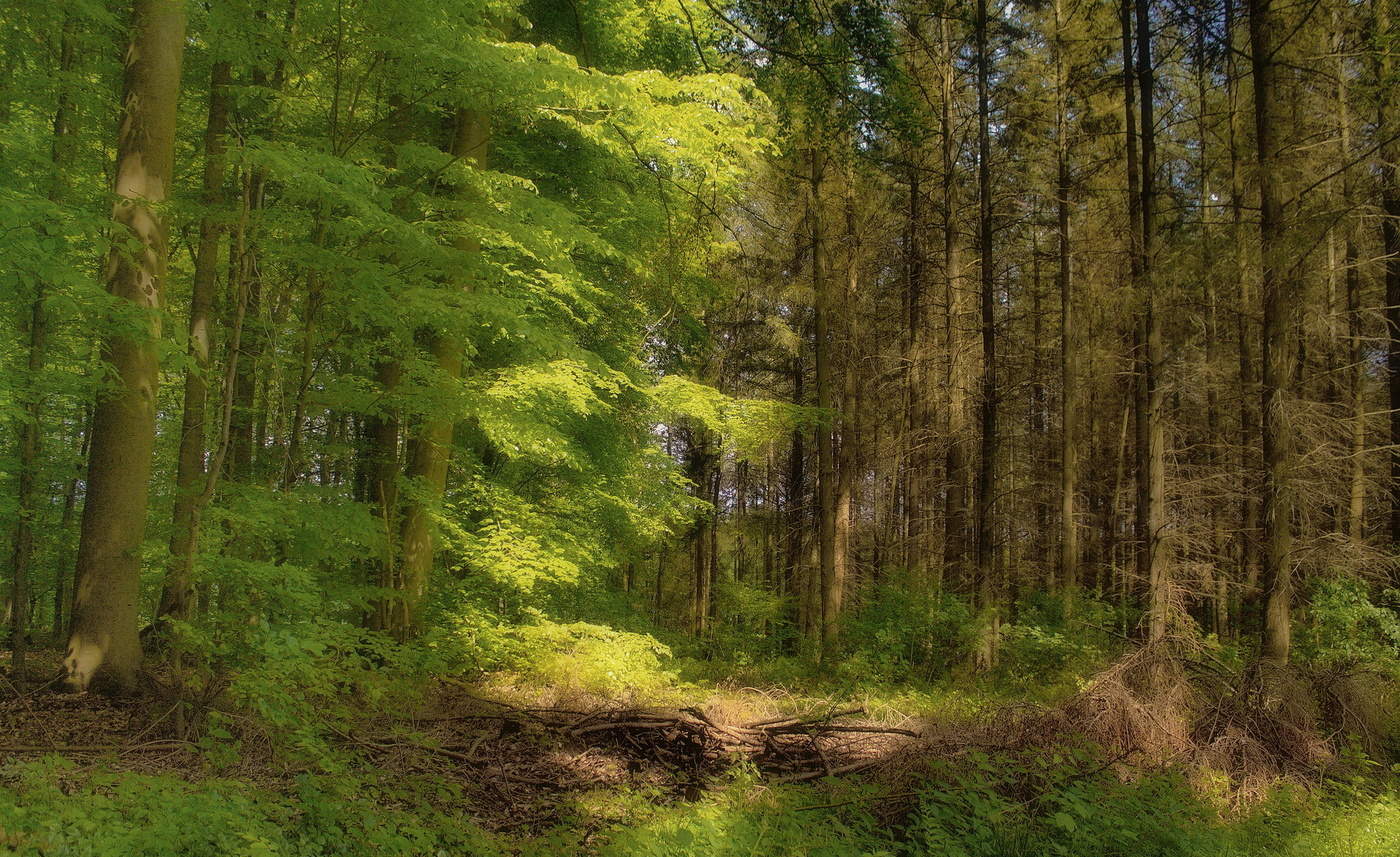 Source forest