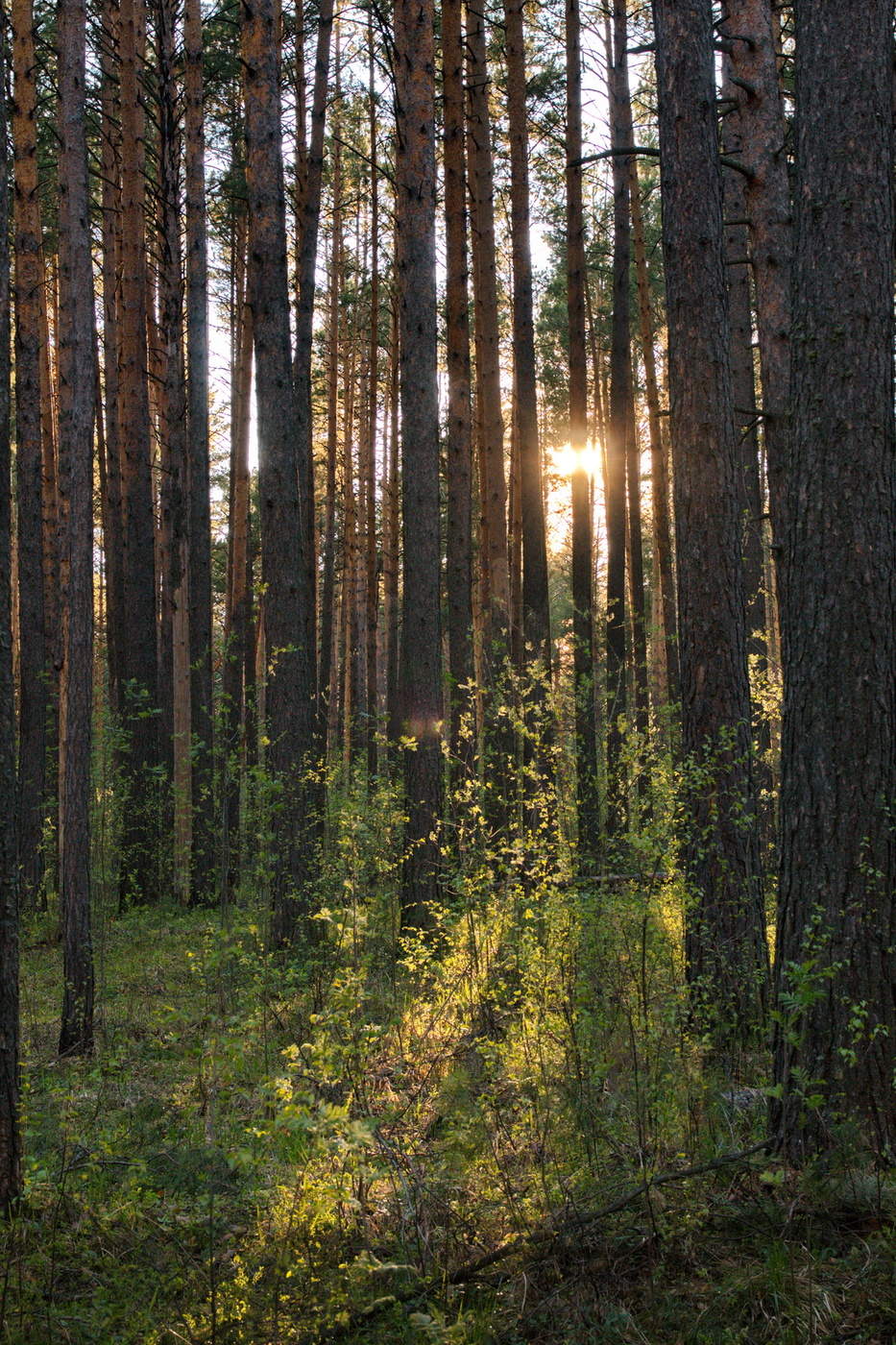 Купить Лес Томская Область