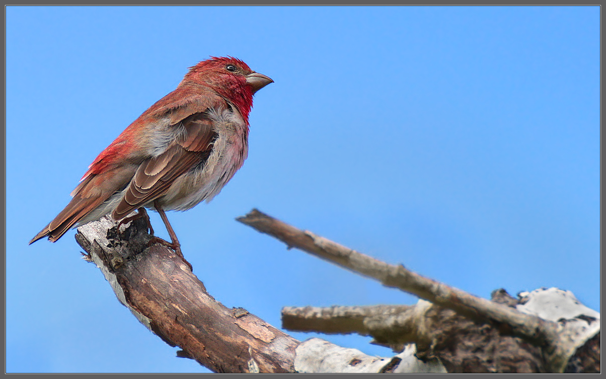 витю видел какая. витю видел какая. витю видел какая. птица которая говорит витю видел. витя чечевица.