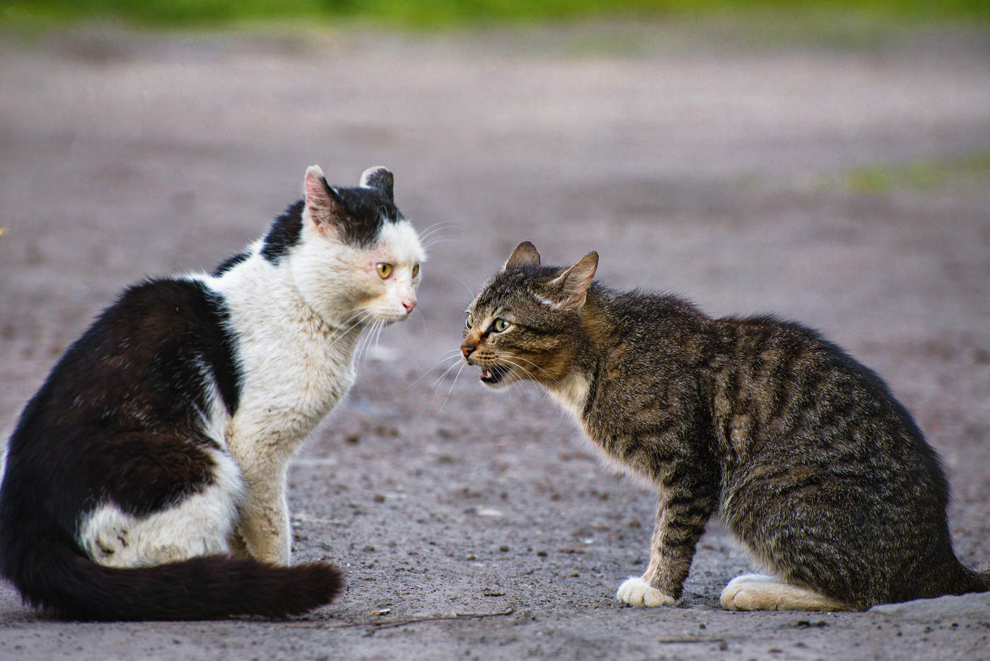 Коты дерутся