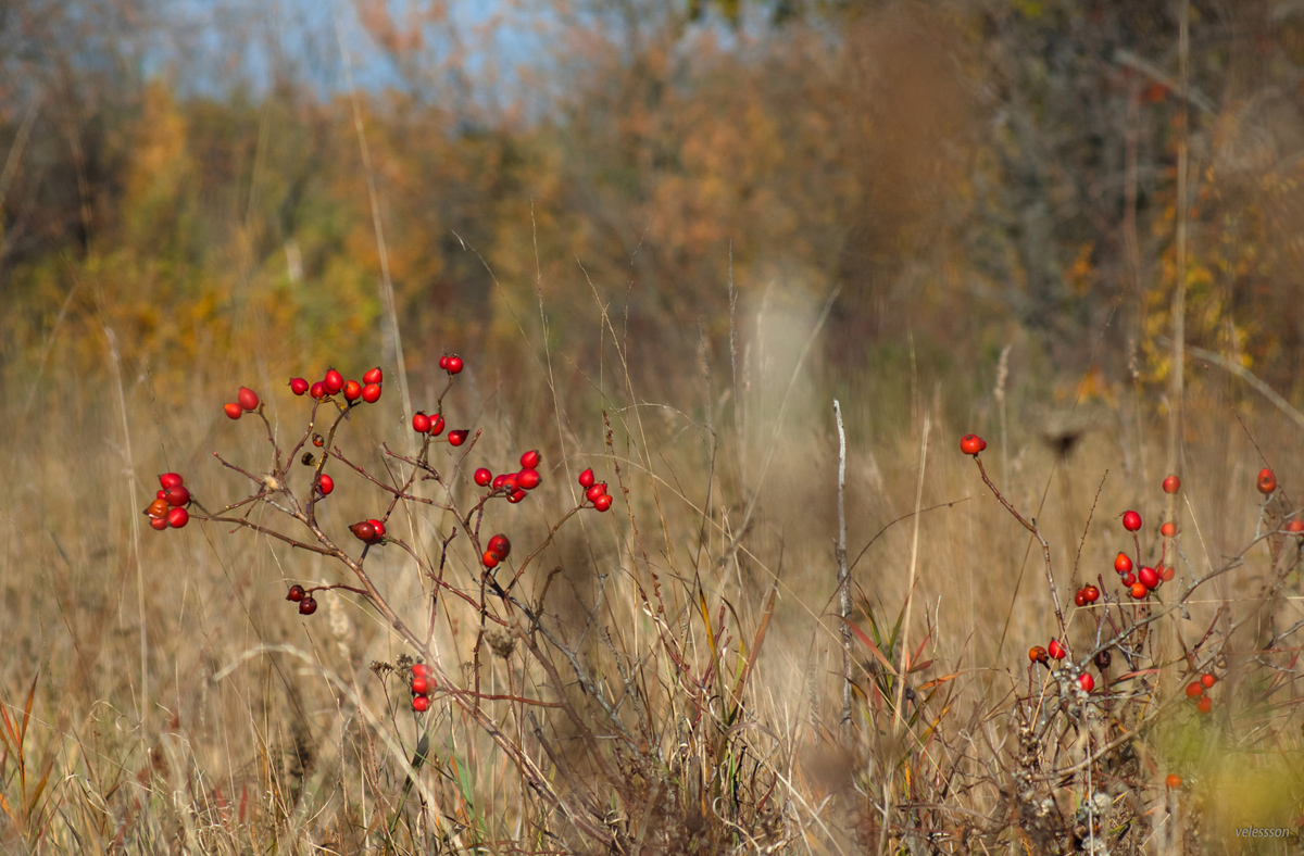 поздняя осень. дождь поздней осенью. бывает поздней осенью вернуться. бывает поздней осенью вернуться. бывает поздней осенью вернуться.
