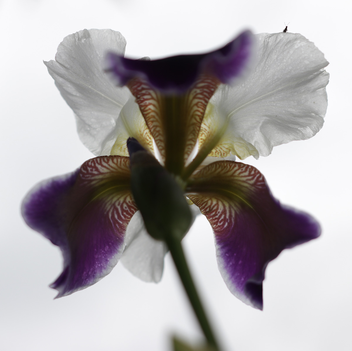 Ирис красноярск отзывы. Ирис eye dazzler. Ирисы клубни. Ирис up in flames. Ирис ola kala.