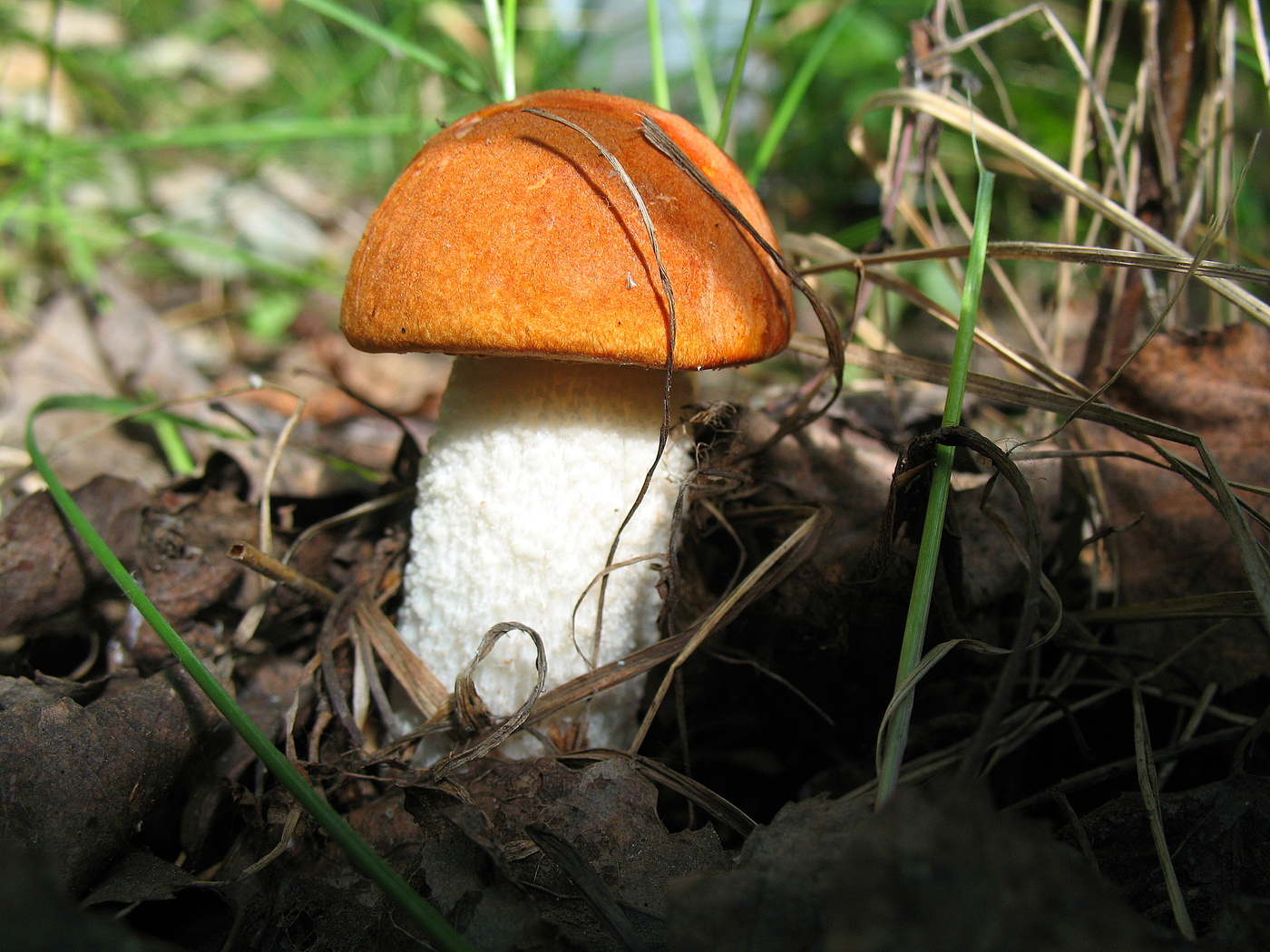 Информация о грибе подосиновик