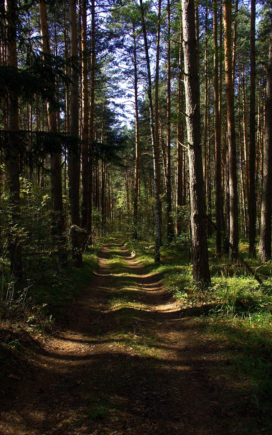 В глубь леса. Глубь леса. Вглубь леса. Лесная Поляна в глуби леса. Глубь чащи леса.