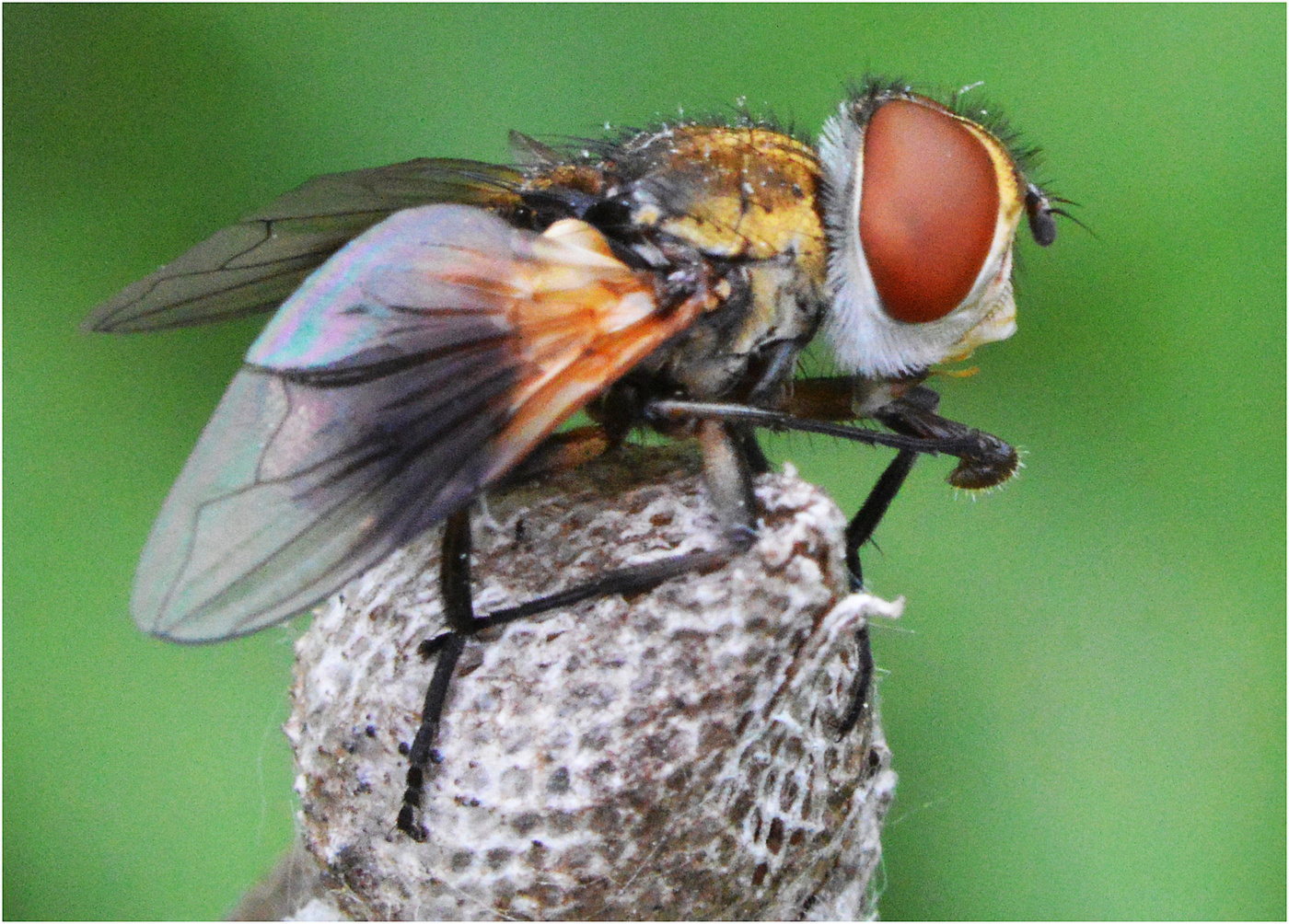Отряд двукрылые мухи. Двукрылые мухи. Двукрылые Муха краснохвостая. Муха (насекомое) Двукрылые. Вольфартова Муха (Wohlfahrtia magnifica).