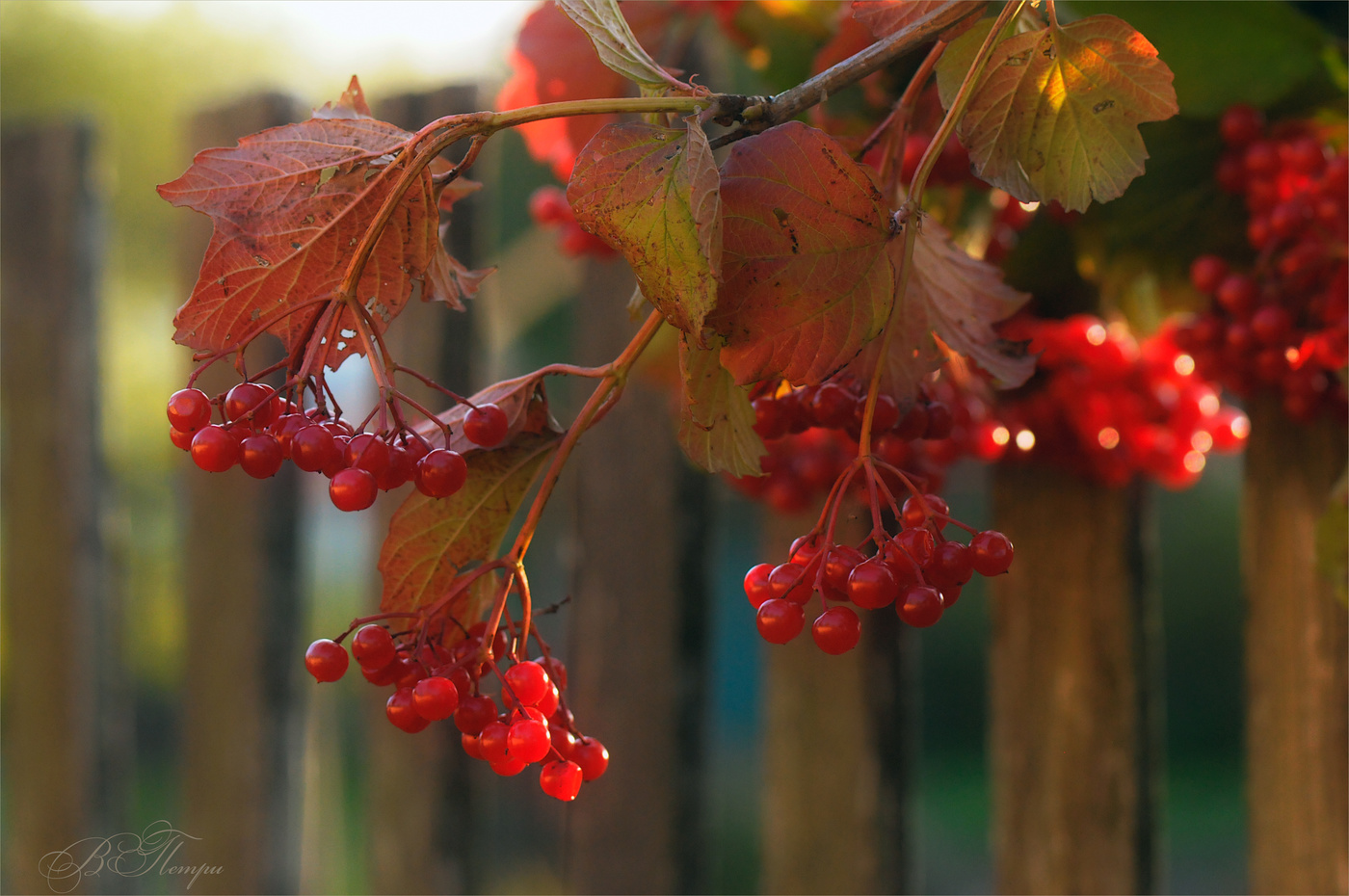 Песня горит калины цвет. Горит калины цвет. Песня горит калины цвет. Горит калины цвет. Песня горит калины цвет.
