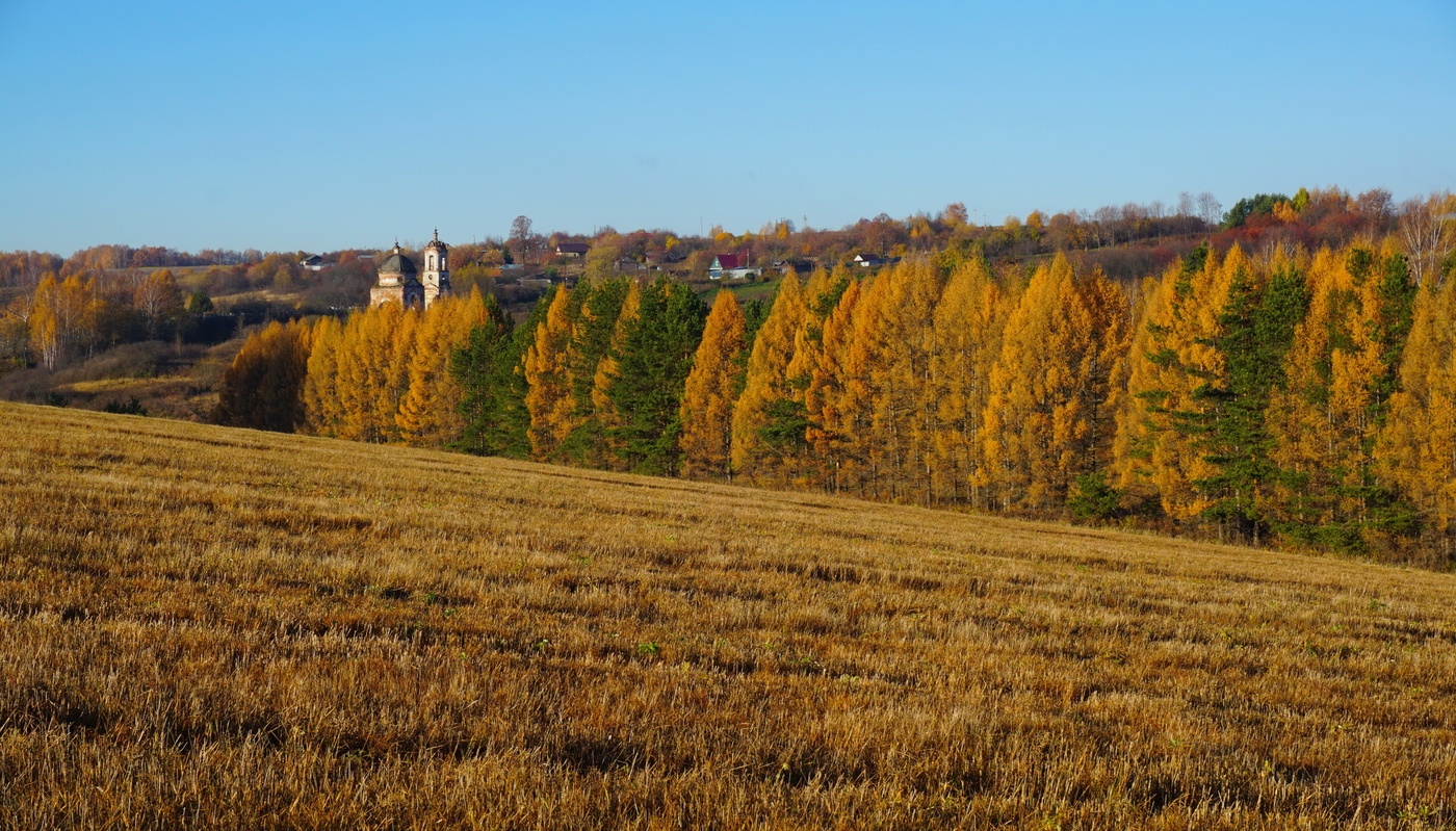 Село званное. Карыжский лес Курская область. Карыжский лес Глушковский район. Осень Курская область. Осенний лес Курск.