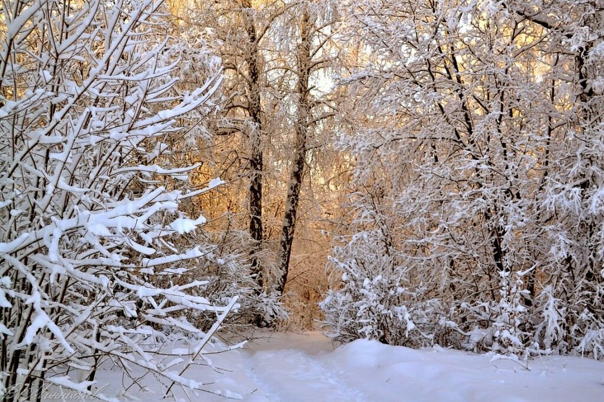 Золотой зимний лес. Золото зимой. Зима фото с золотом. Мир золота зима.