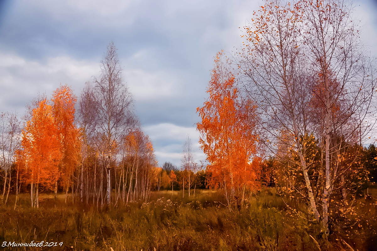 Предзимье картинки. Предзимье в лесу. Филиппово предзимье. Осень природа предзимье. Предзимье ноябрь.