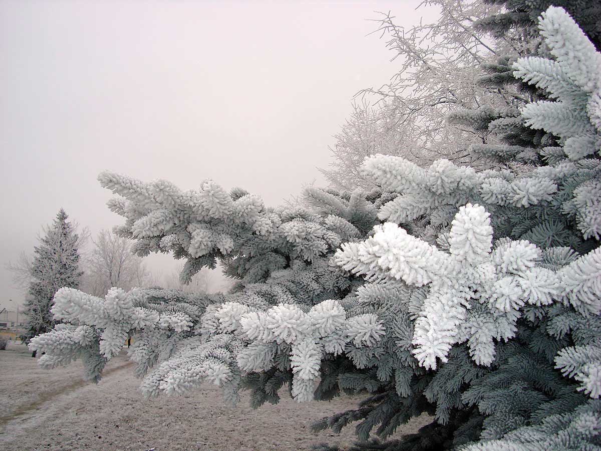 Нобелес ель ветка. Ель в инее. Снежная елка. Картинки снежинки зима. Ель в снегу.