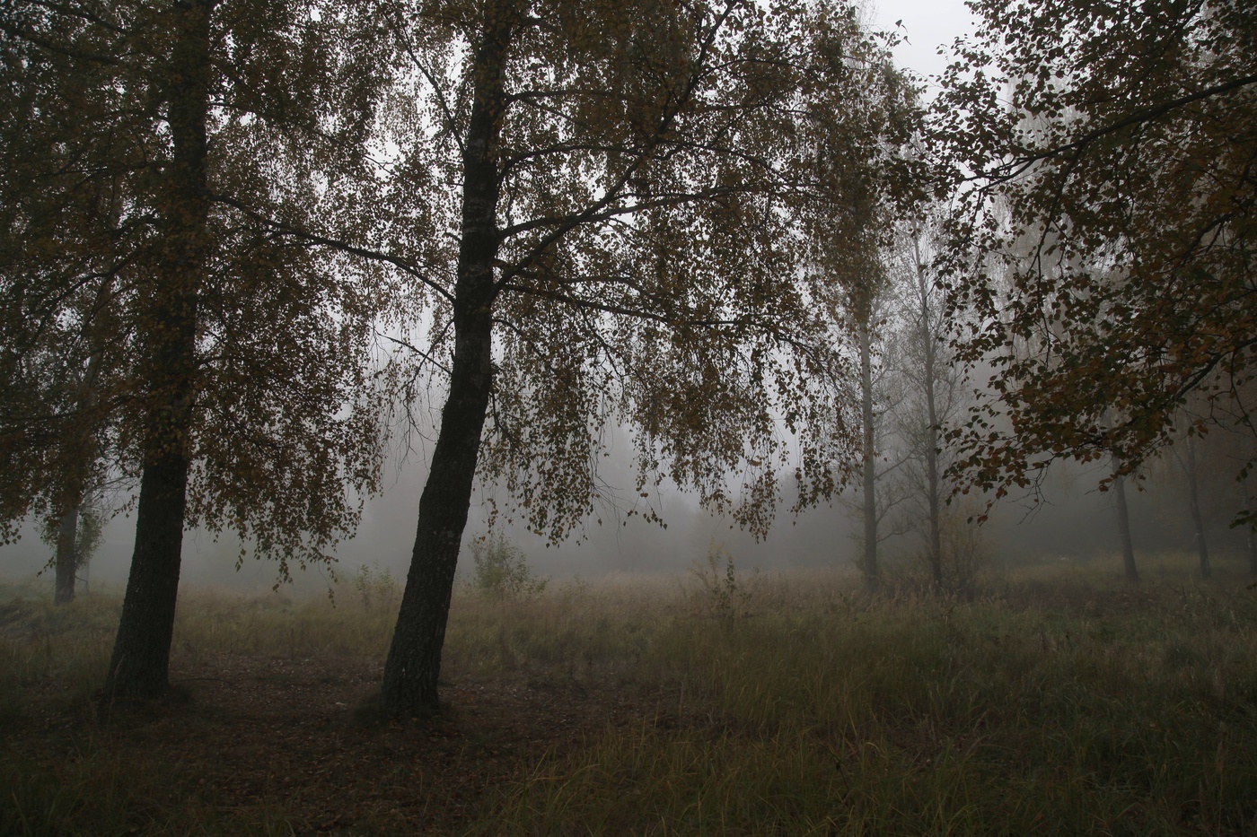 Песня осенний туман