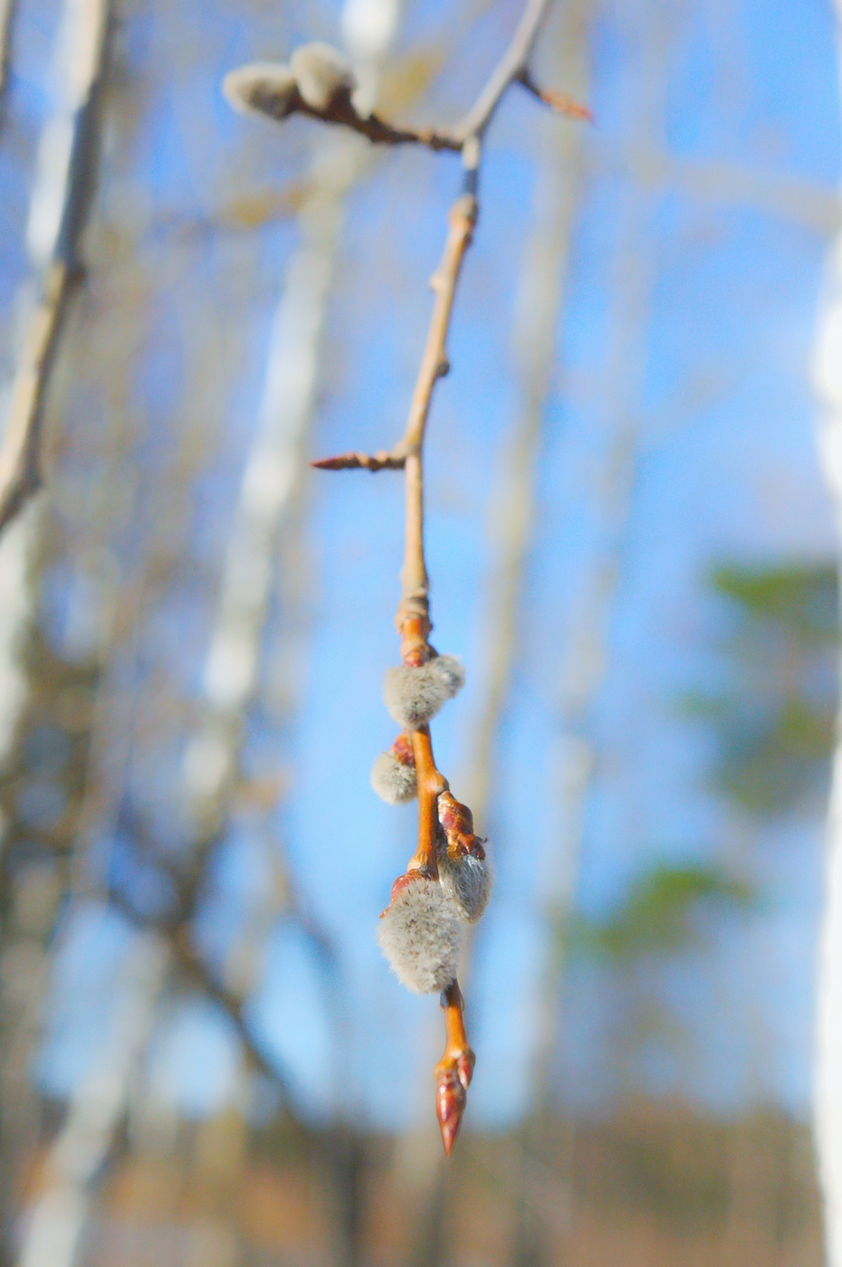 Водные аттракционы. Мягко похрустывая пухом рассыпается под ногами снег. В воздухе пахучей струей. Родная земля снег на калошах. Синтаксических разбор в чистом воздухе пахнет сжадах рожь.
