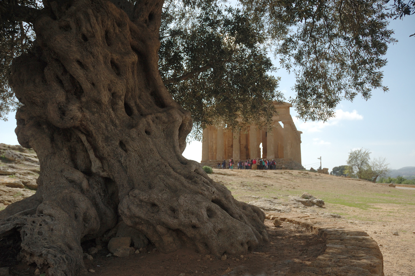 самое старое оливковое дерево. оливковое дерево крит. 2000-летнее оливковое дерево на крите, греция. оливковое дерево крит. оливковое дерево крит.