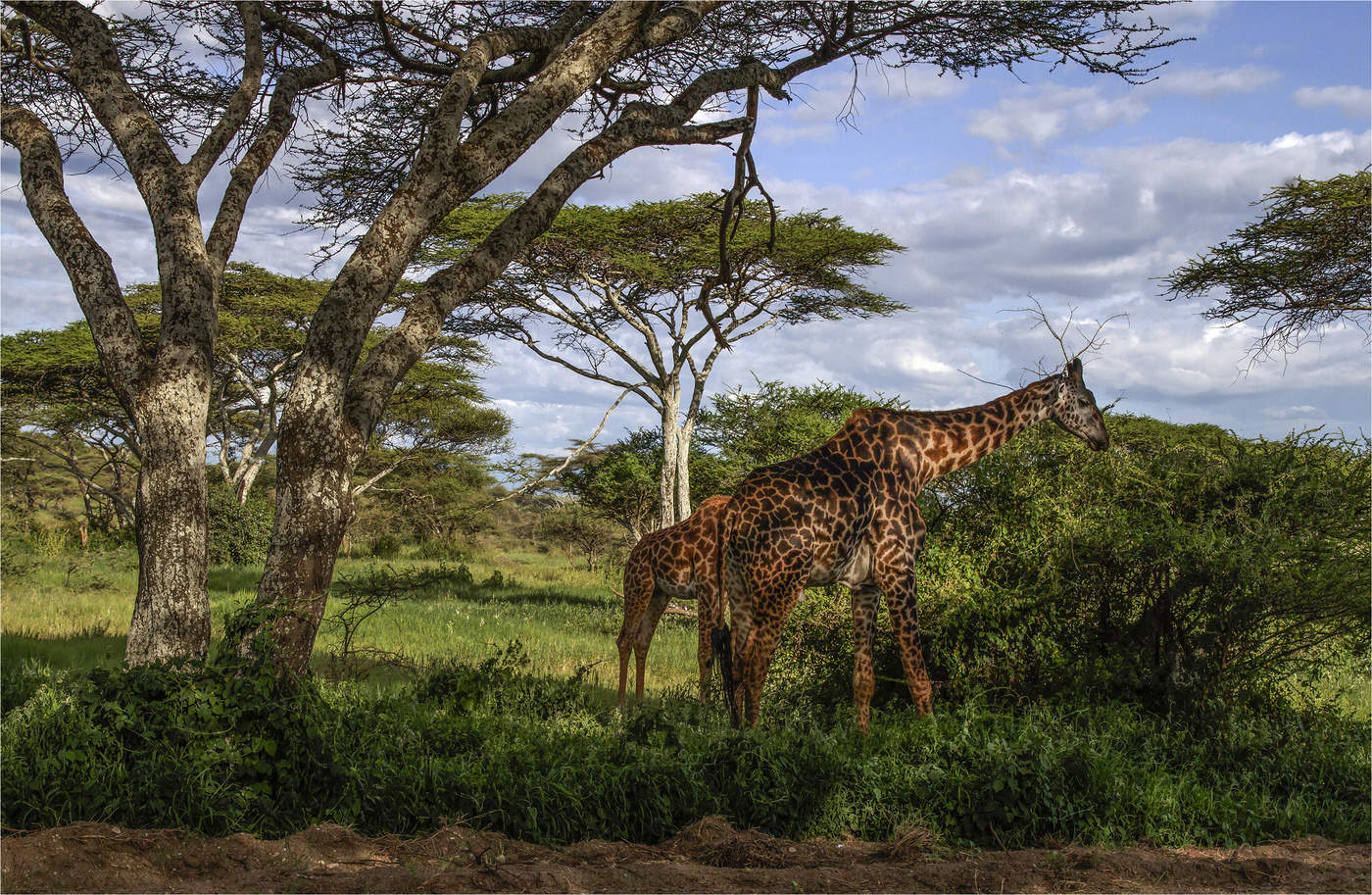 Бог серентиги. Жирафы Серенгети. Жирафы в Танзании. Serengeti logo PNG.