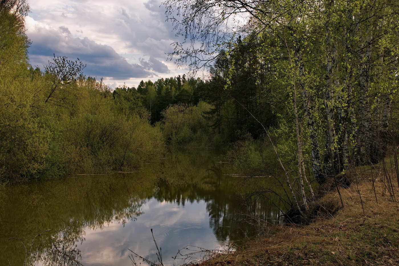 Поселок лесная речка. Река Березайка. Река Березайка фото. Лесная речка.