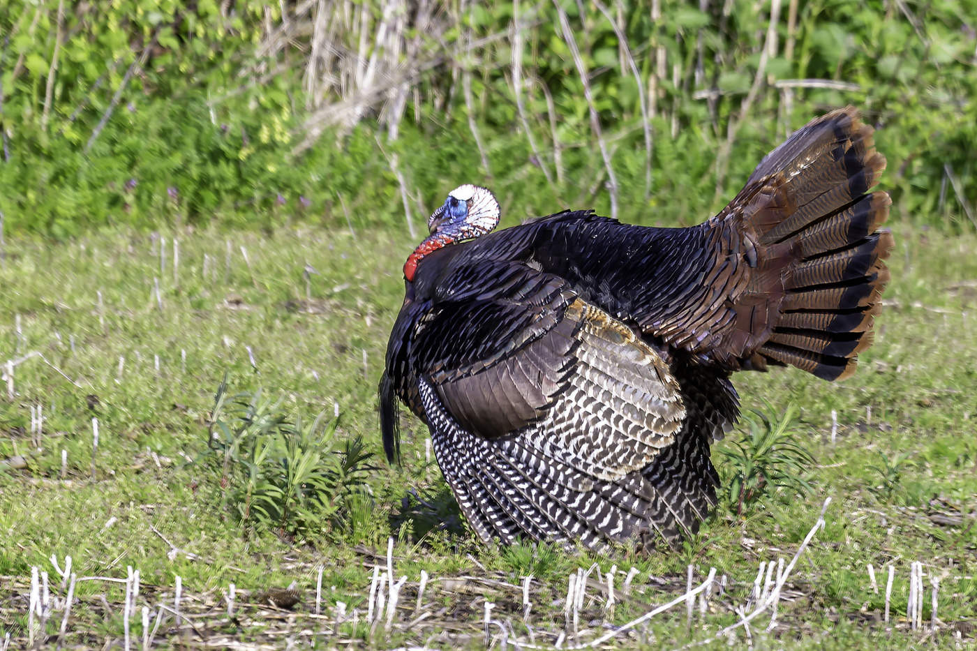 Cock Gobbler