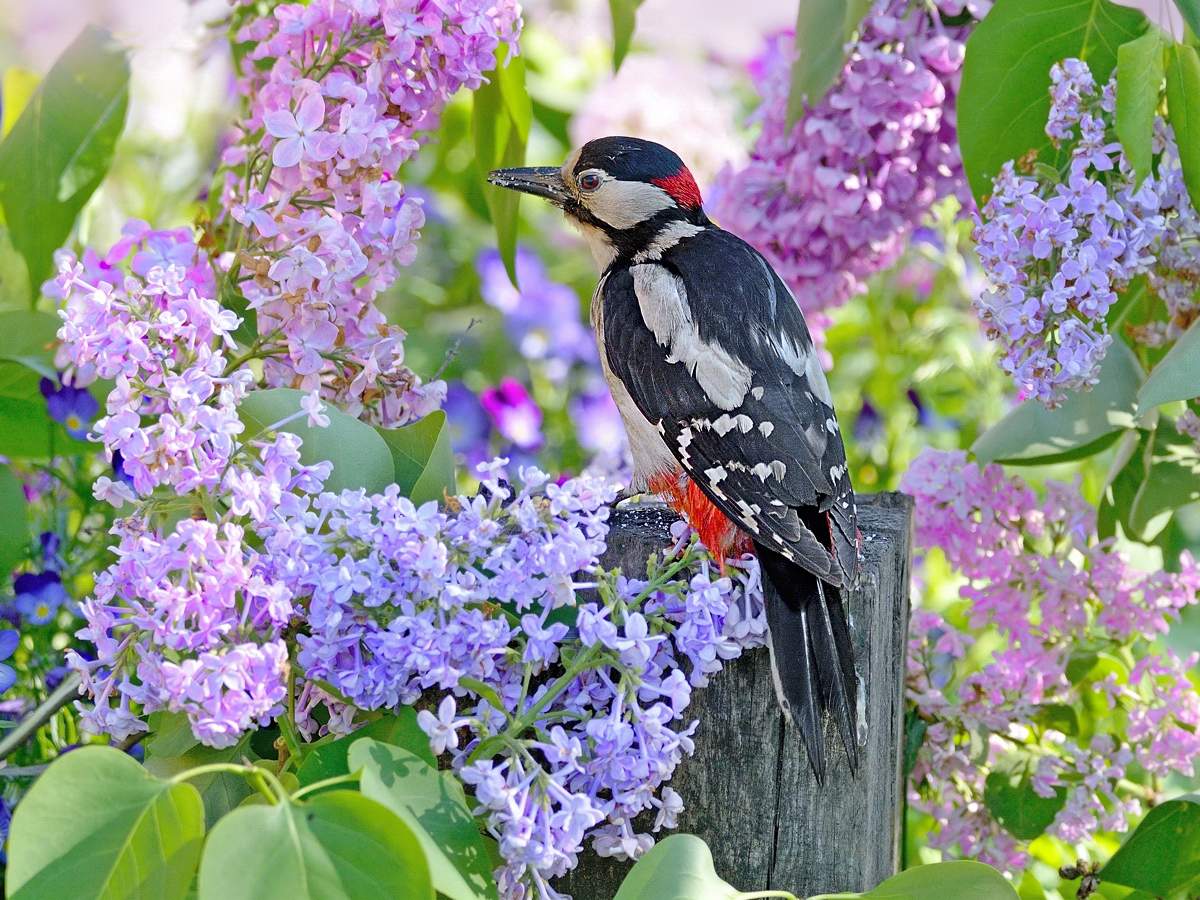 Весной пестрый. Сирень и птицы. Птицы в весеннем саду. Птичка на сирени. Птицы среди цветов.