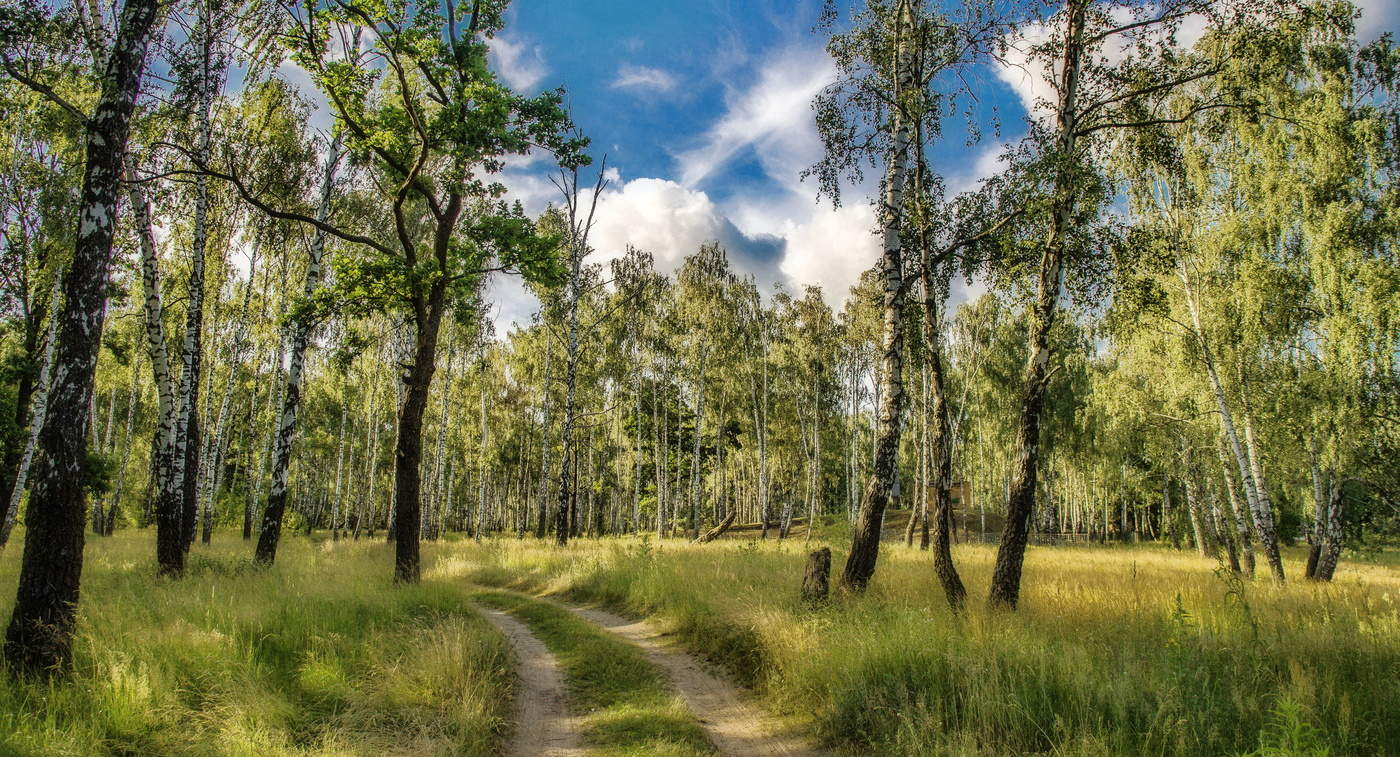березовая роща 65. берёза ойковская. ясенево-березовый лес. деревенчук березовая роща. россия березы родники.